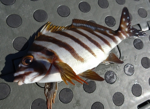 タカノハダイの釣果