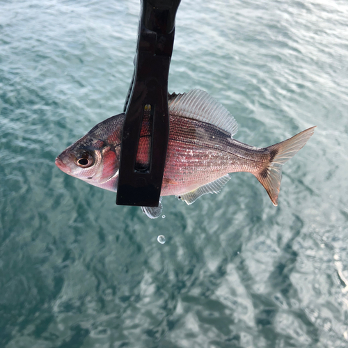 ウミタナゴの釣果