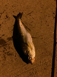 コノシロの釣果