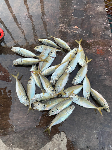 アジの釣果