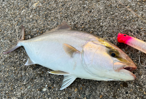 ネリゴの釣果