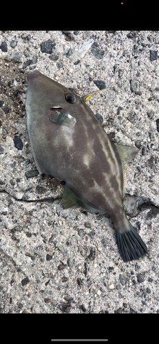 ウマヅラハギの釣果