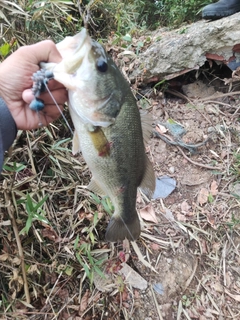 ラージマウスバスの釣果