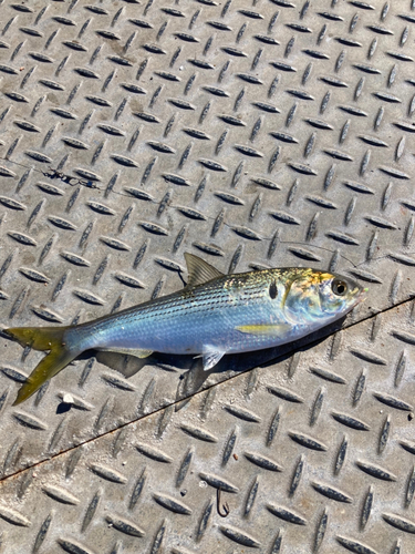 コノシロの釣果