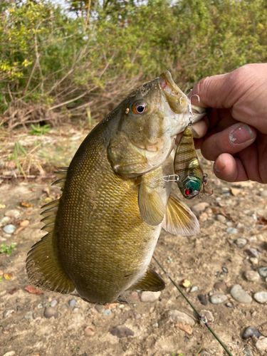 スモールマウスバスの釣果