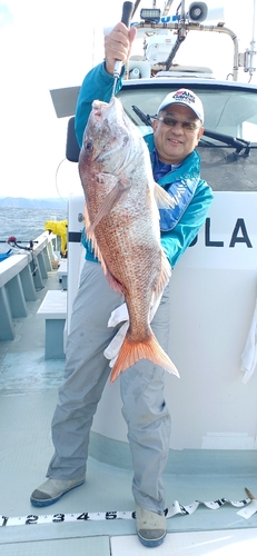 マダイの釣果