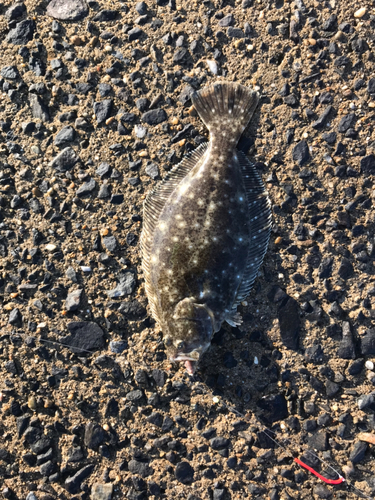 イシモチの釣果