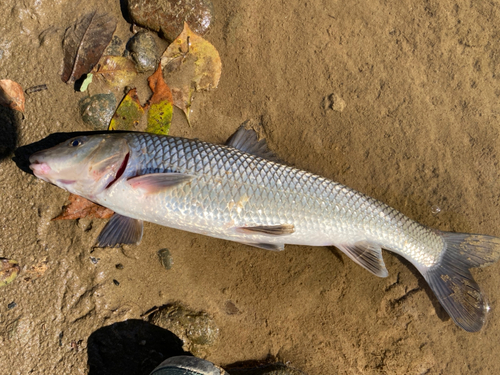 ニゴイの釣果