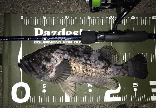 クロソイの釣果