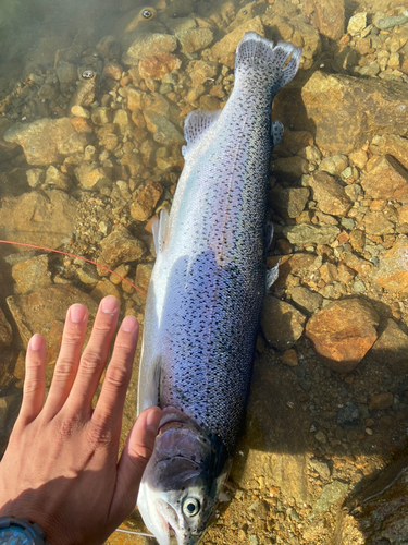 ニジマスの釣果