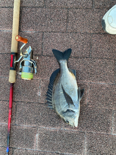 クロダイの釣果