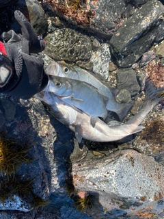 ヒラスズキの釣果