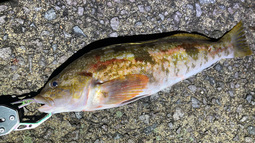 アブラコの釣果