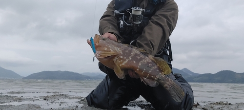 アコウの釣果