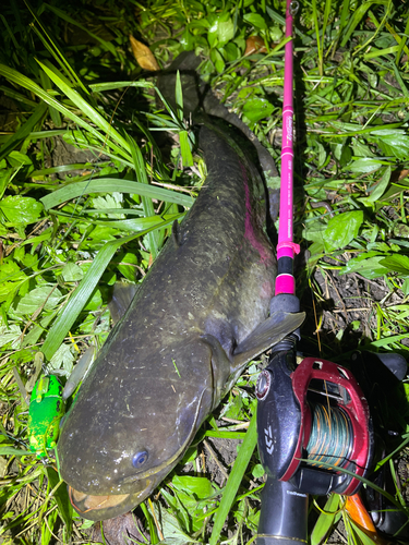 ナマズの釣果