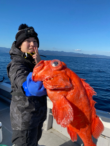 アコウの釣果