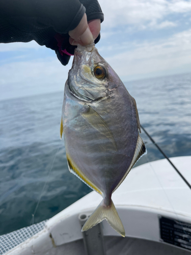 メッキの釣果