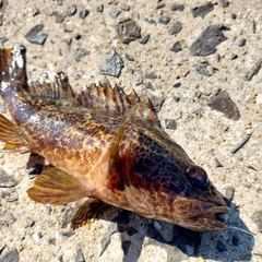 タケノコメバルの釣果