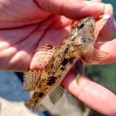 ウロハゼの釣果