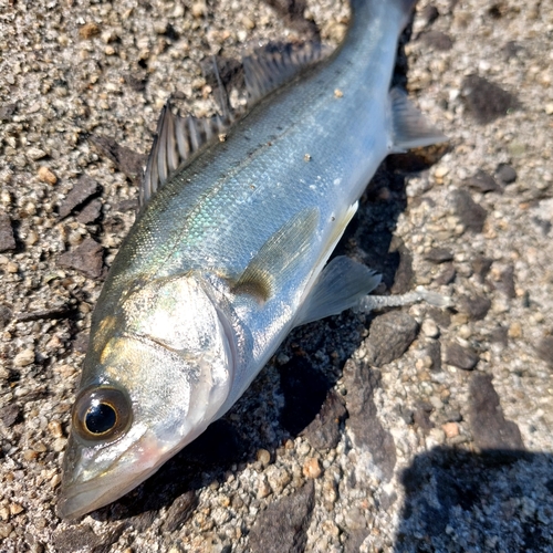 スズキの釣果