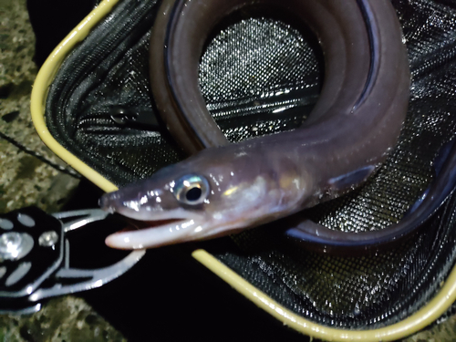 クロアナゴの釣果