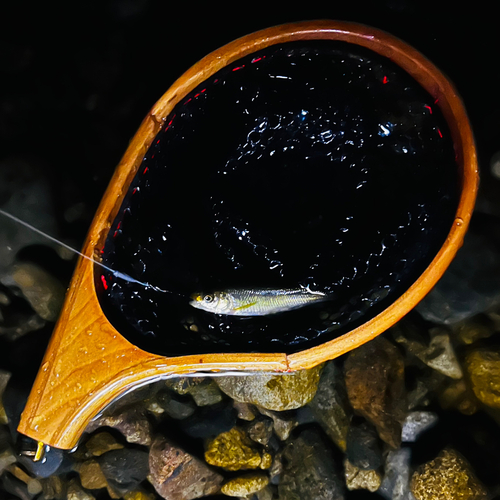 カワムツの釣果