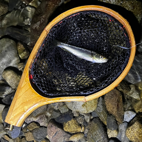 カワムツの釣果