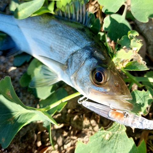 スズキの釣果