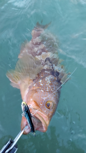 アコウの釣果