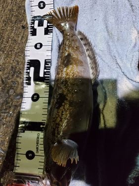 アイナメの釣果