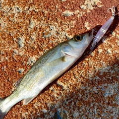 スズキの釣果