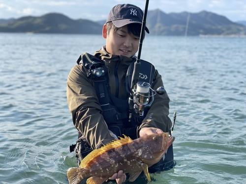 アコウの釣果