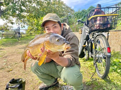 コイの釣果