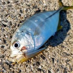 メッキの釣果