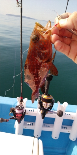 アコウの釣果