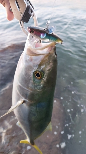 ヤズの釣果