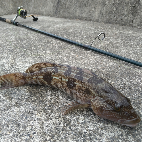 アイナメの釣果