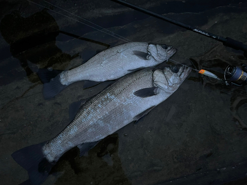 ヒラスズキの釣果