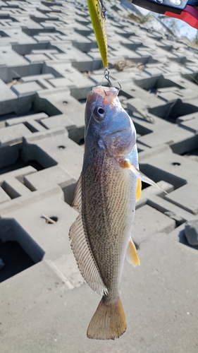 クログチの釣果