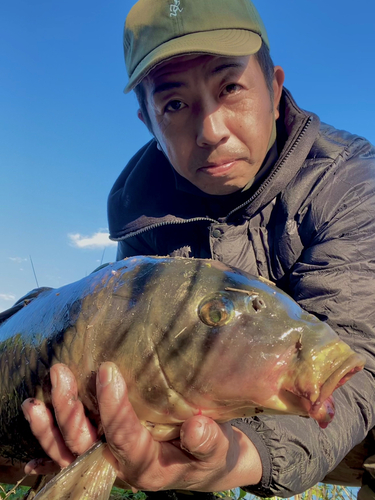 コイの釣果