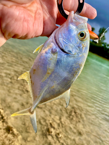 ロウニンアジの釣果