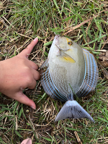 トカジャーの釣果