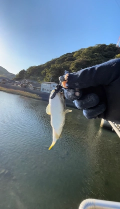 クサフグの釣果