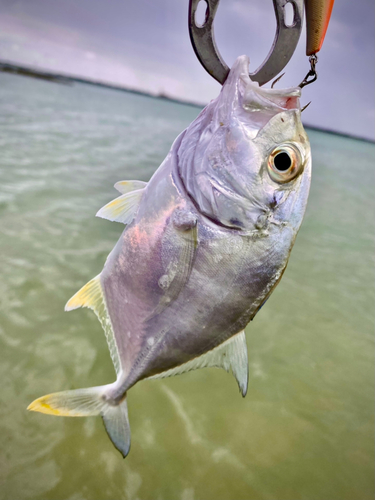 ロウニンアジの釣果