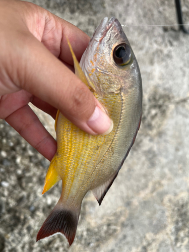 オキフエダイの釣果