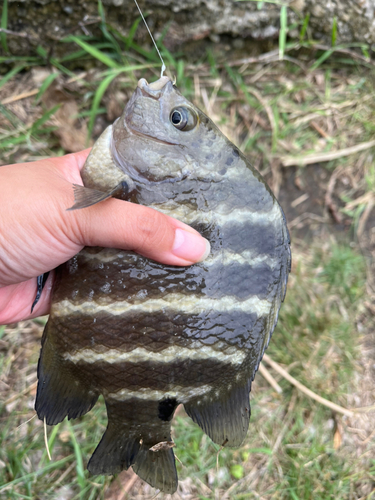 オヤビッチャの釣果