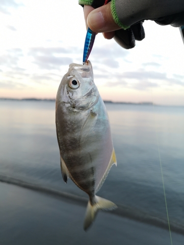 ギンガメアジの釣果