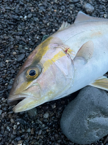 ショゴの釣果