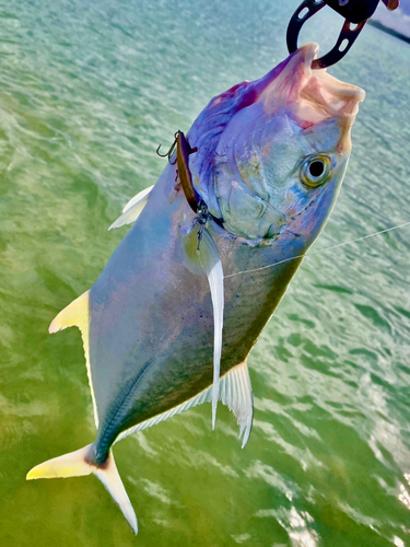 オニヒラアジの釣果