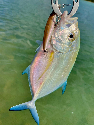 カスミアジの釣果